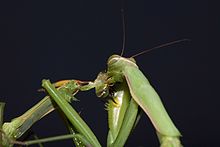 Praying_Mantis_Sexual_Cannibalism_European-26